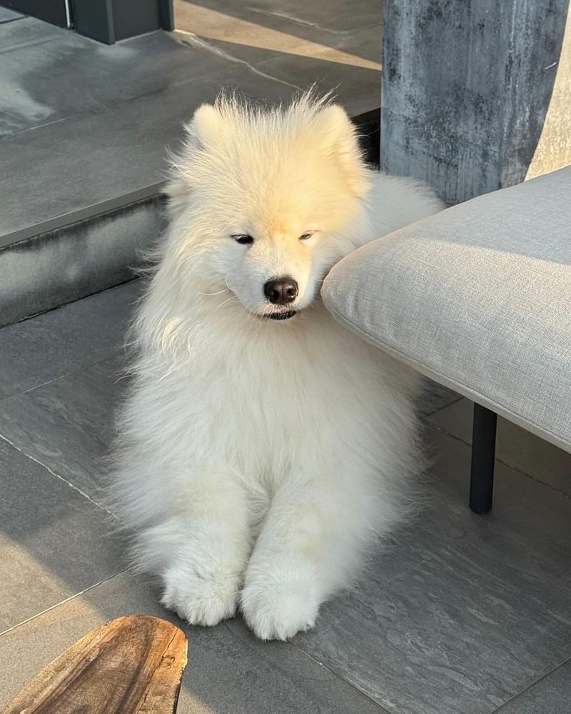 Samoyed