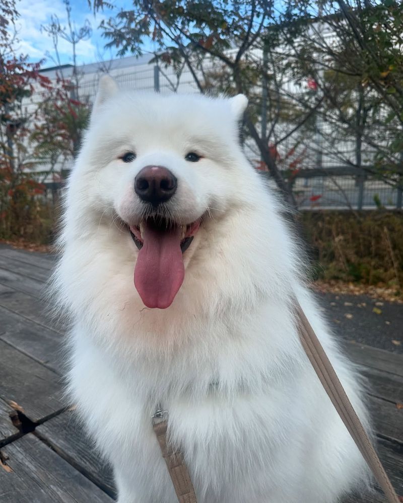 Samoyed