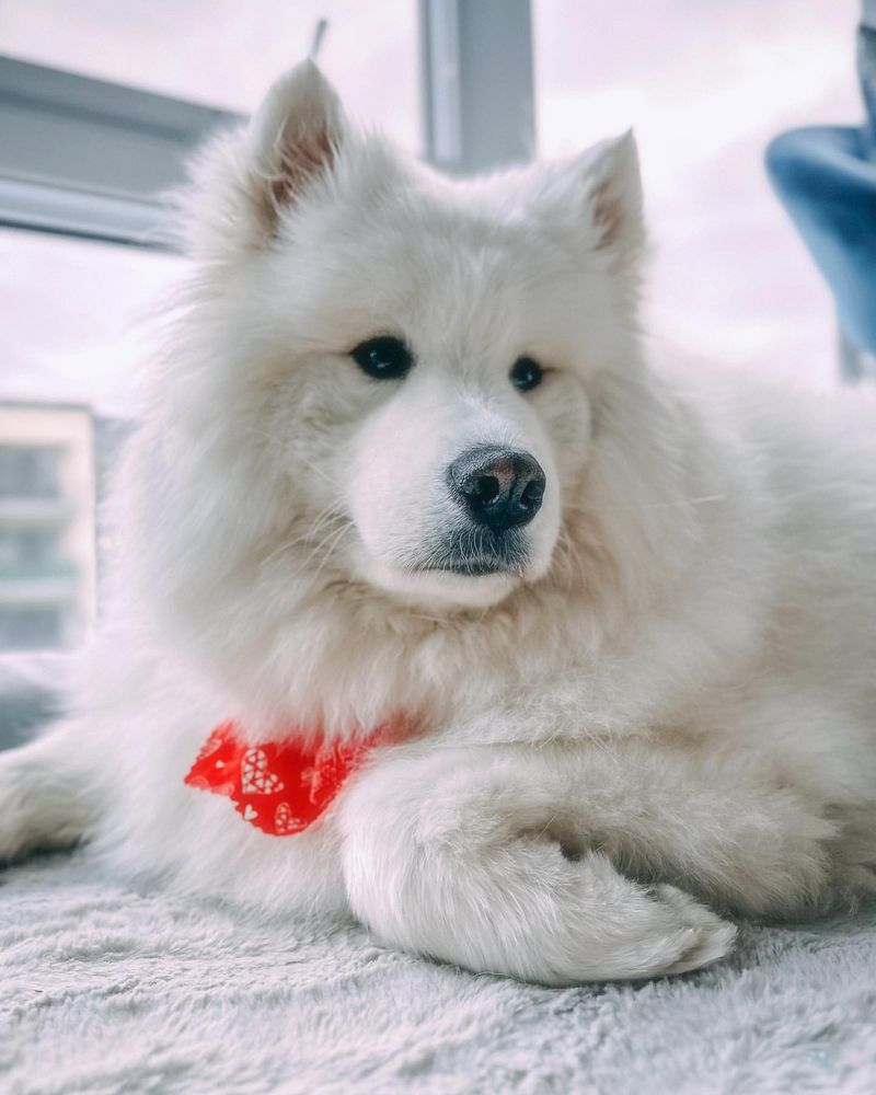 Samoyed
