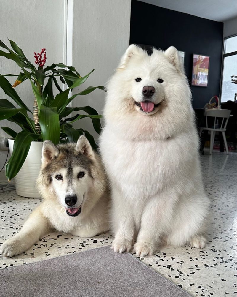 Samoyed