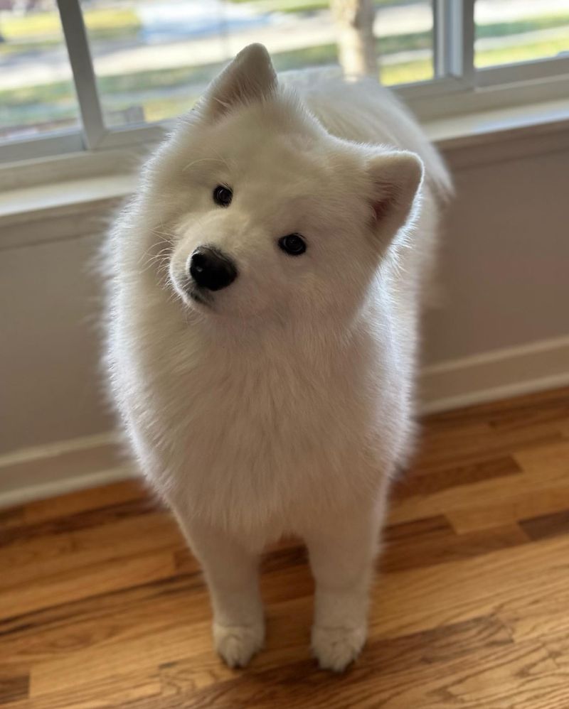 Samoyed