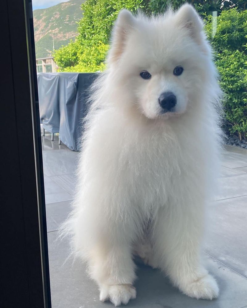 Samoyed