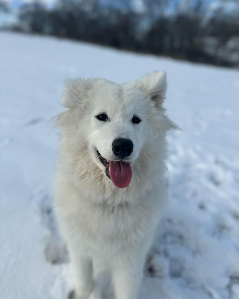 Samoyed