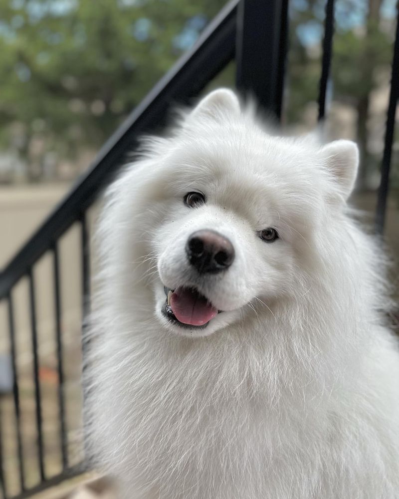 Samoyed