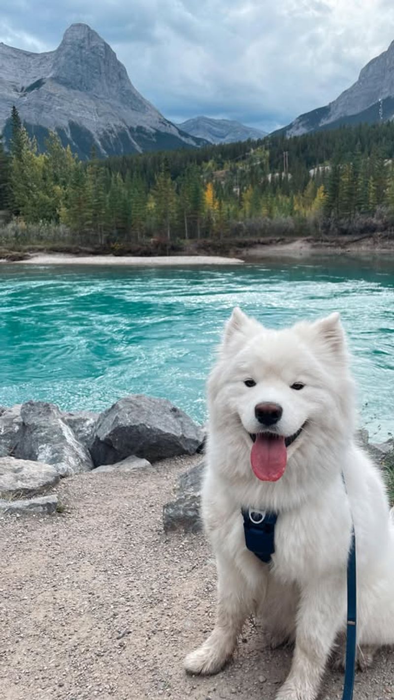 Samoyed