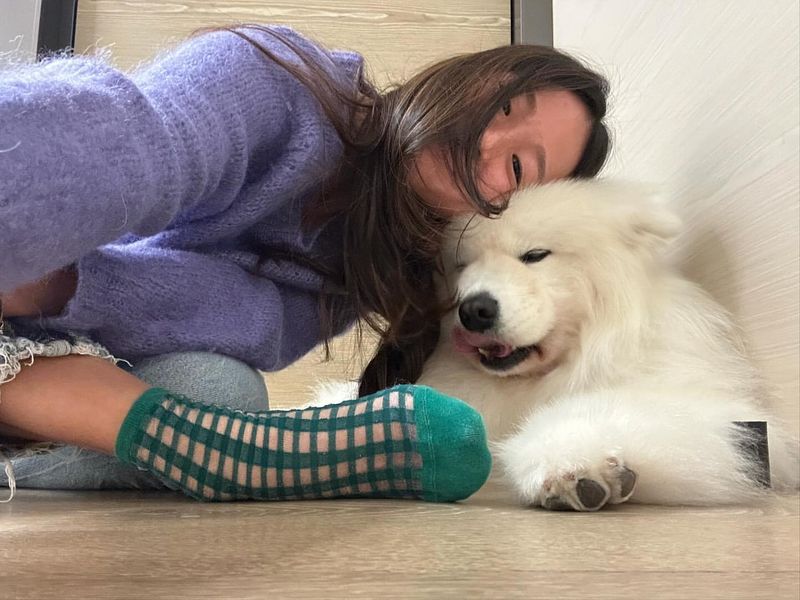 Samoyed