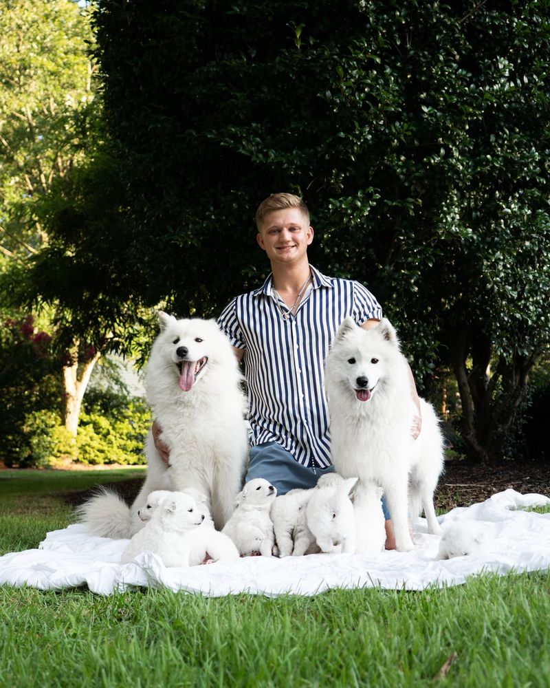 Samoyed