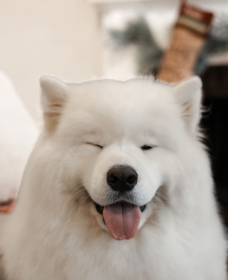 Samoyed