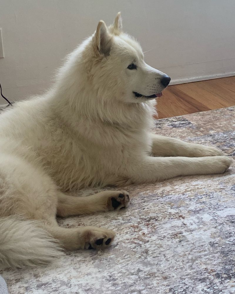 Samoyed