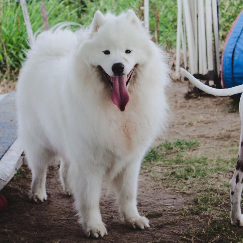 Samoyed