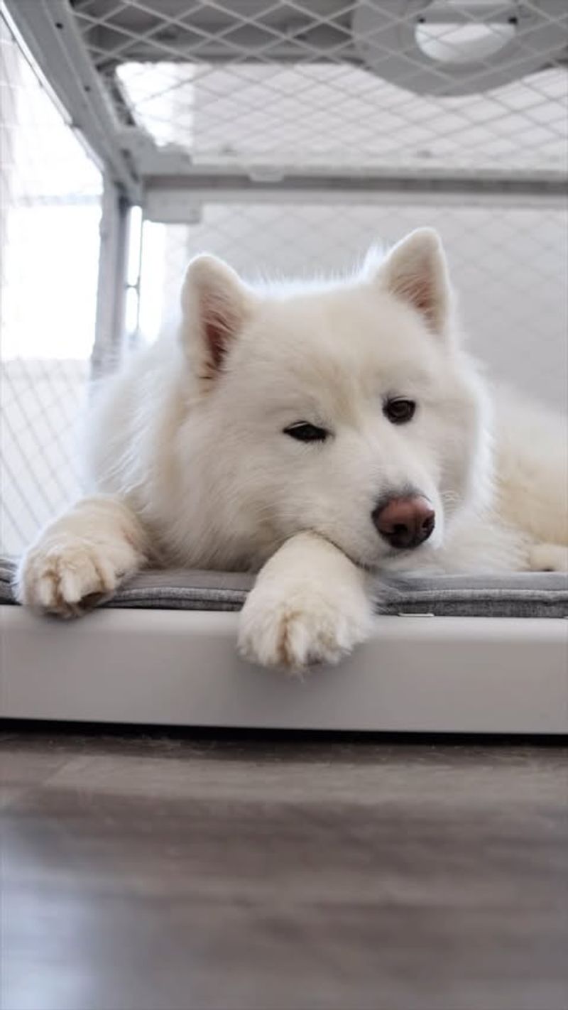 Samoyed