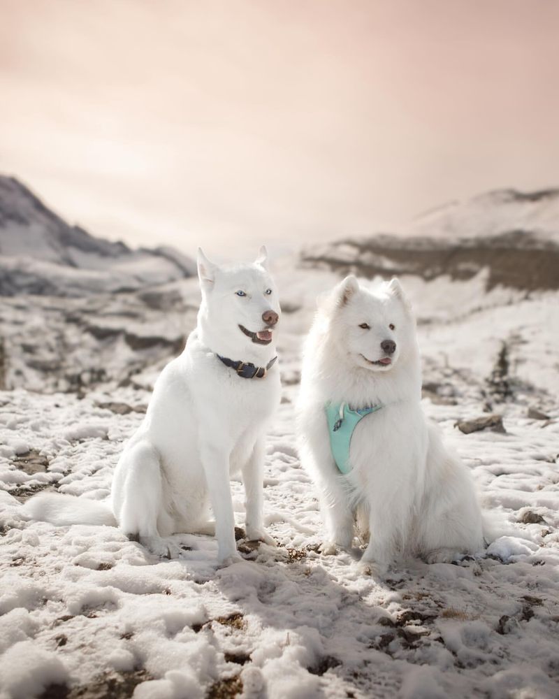 Samoyed