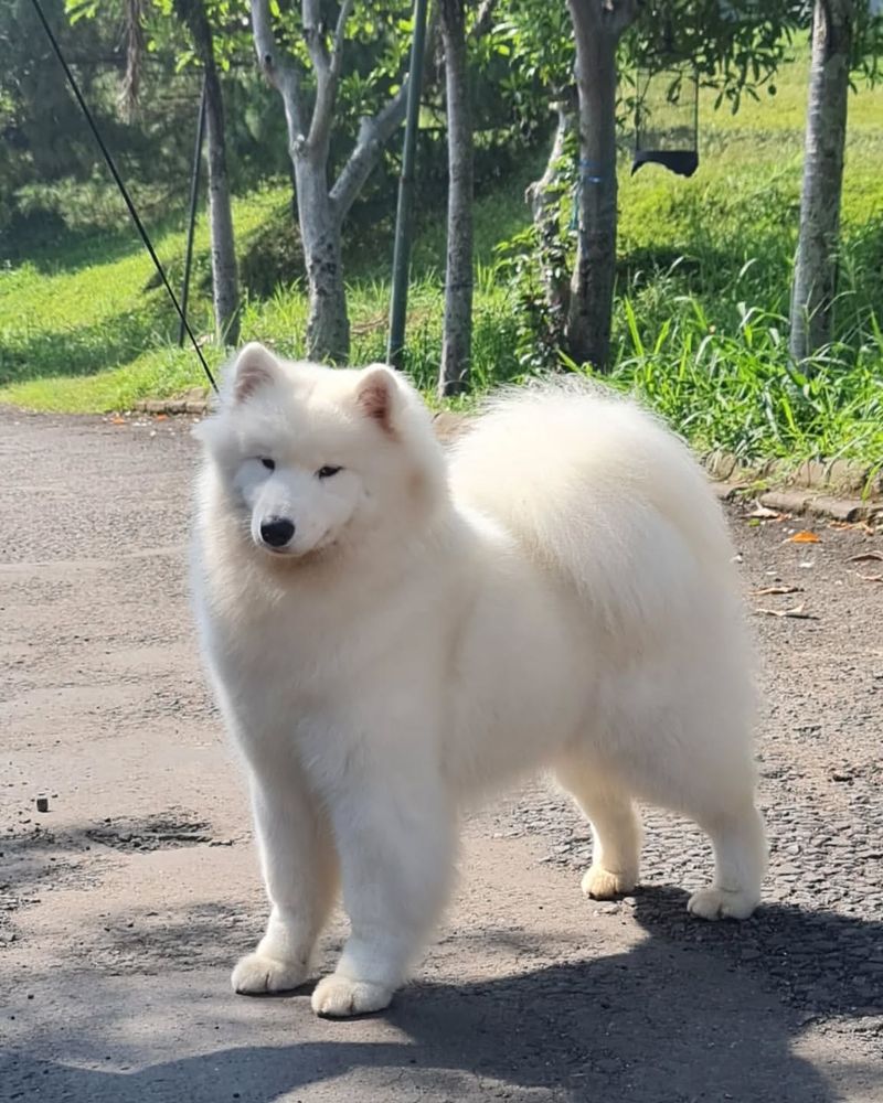 Samoyed