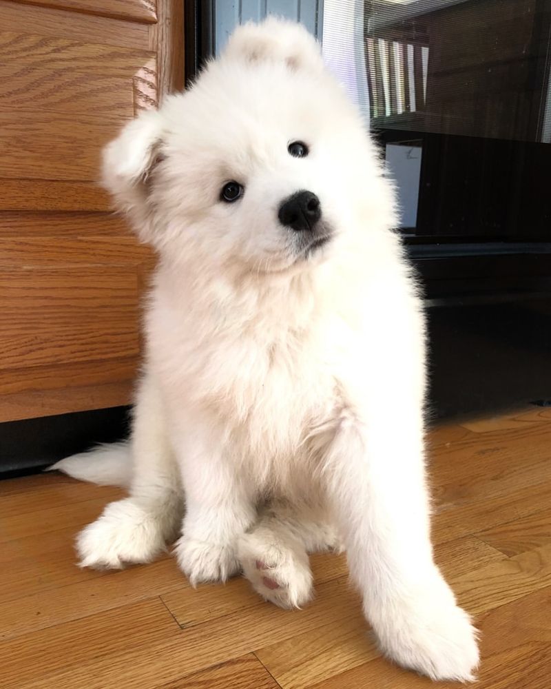 Samoyed