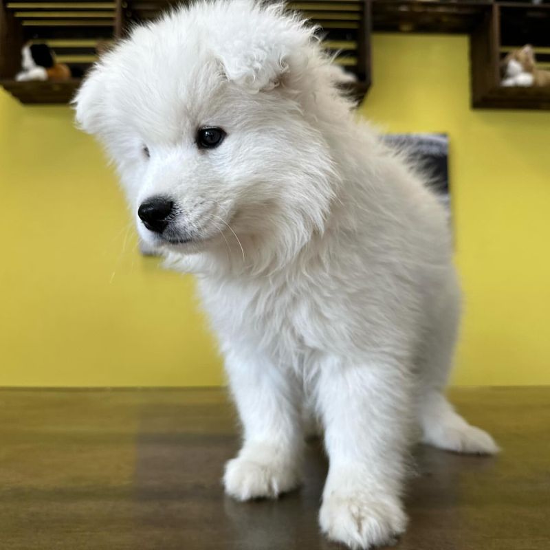 Samoyed (Miniature)