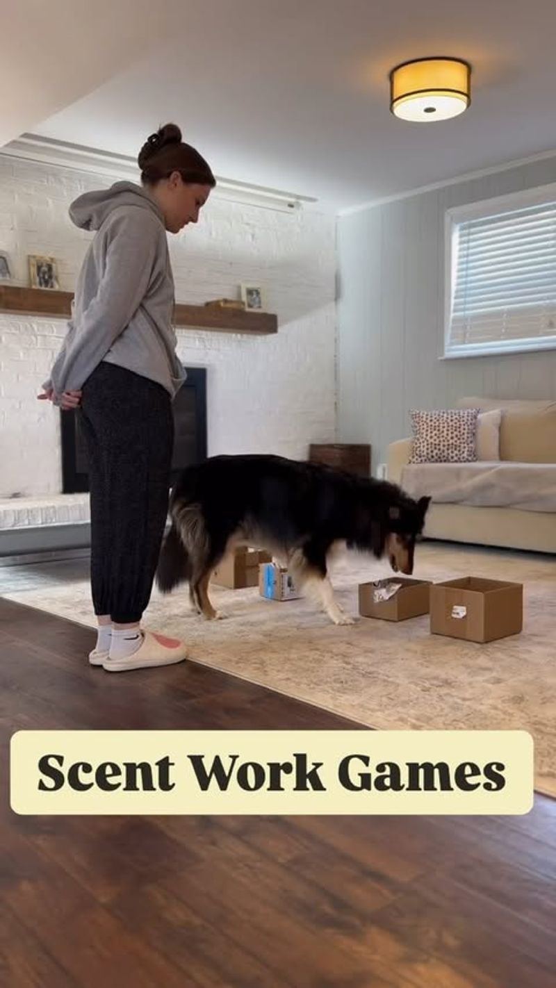 Scent Work Games