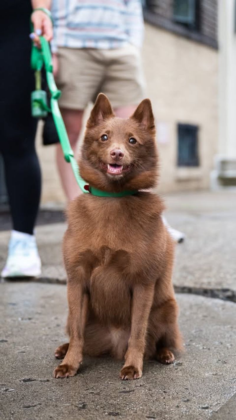 Schipperke