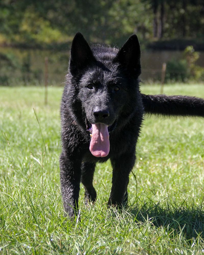 Schipperke