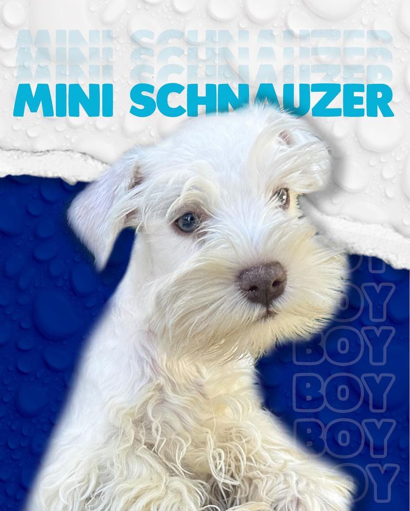 Schnauzer (Miniature, White)