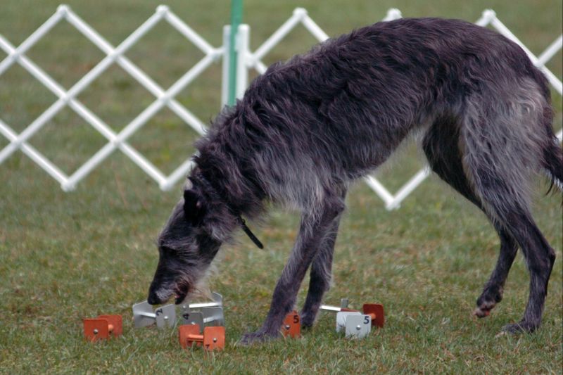 Scottish Deerhound