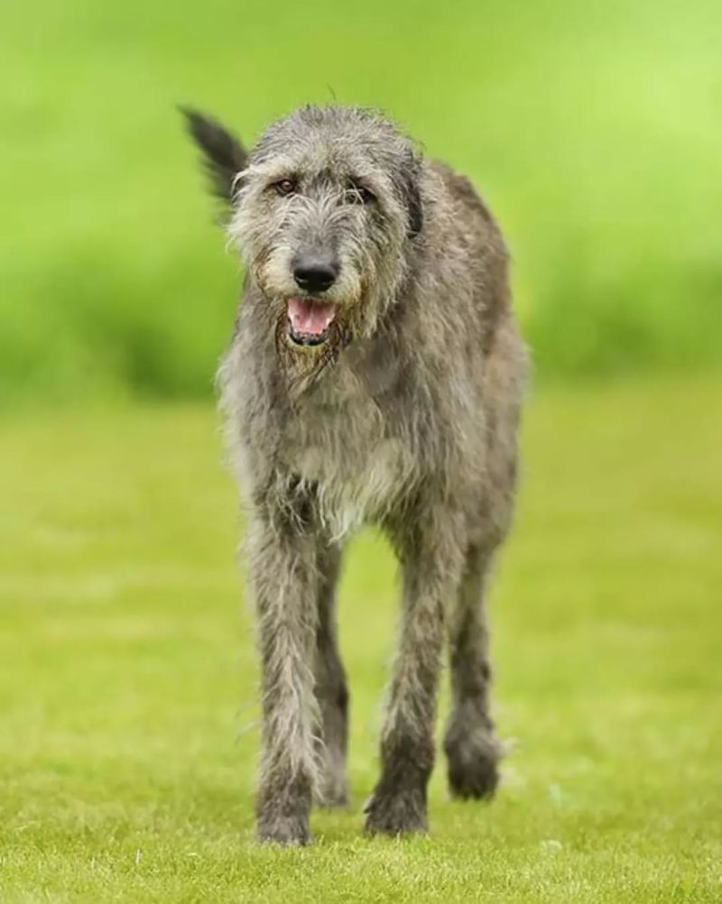 Scottish Deerhound