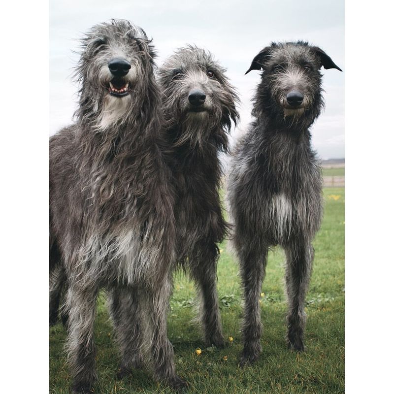 Scottish Deerhound