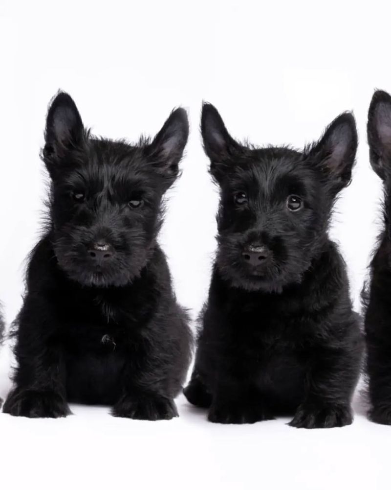 Scottish Terrier