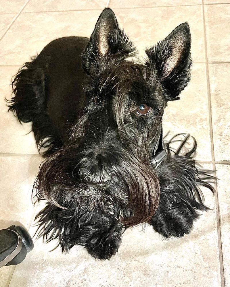 Scottish Terrier