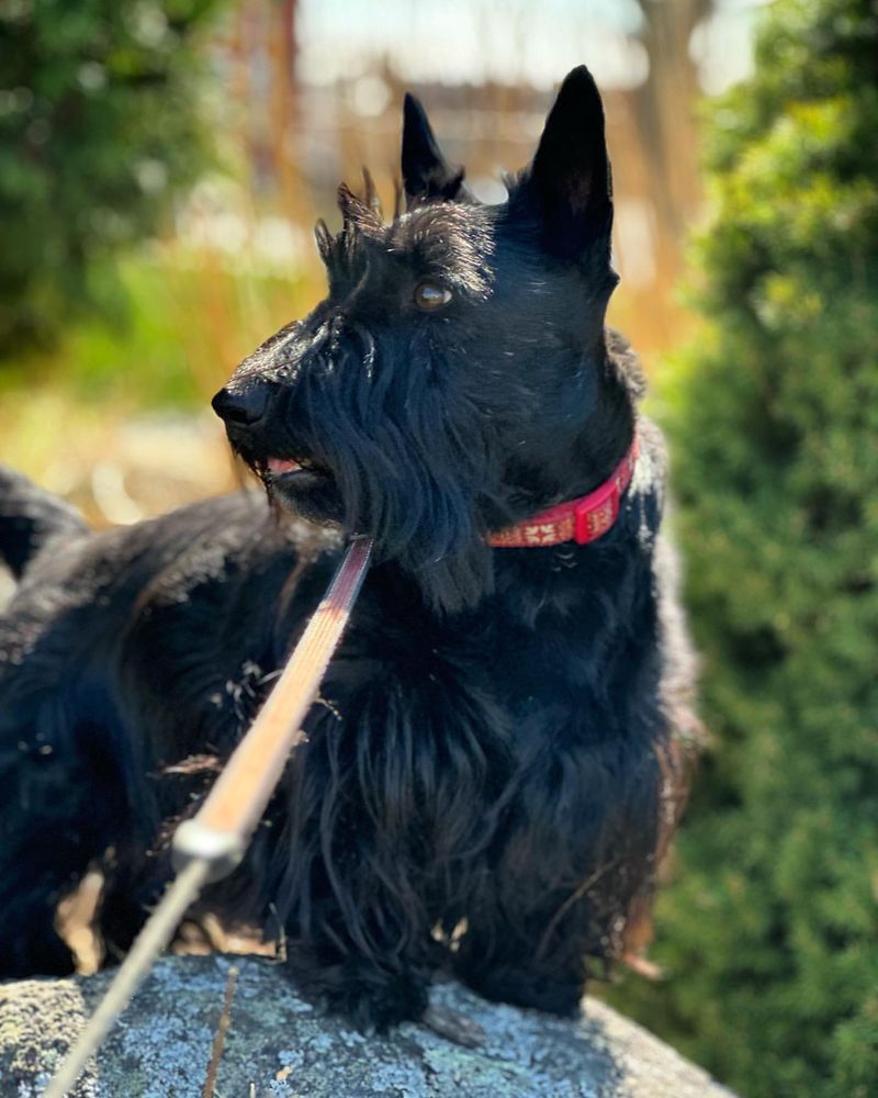 Scottish Terrier