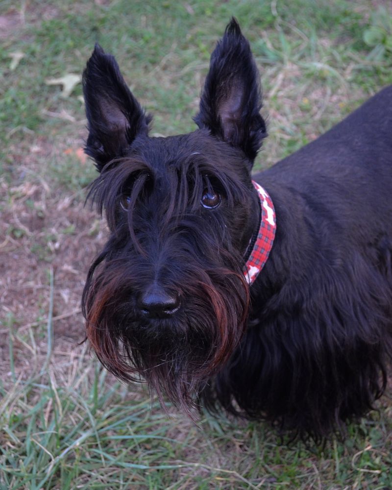 Scottish Terrier