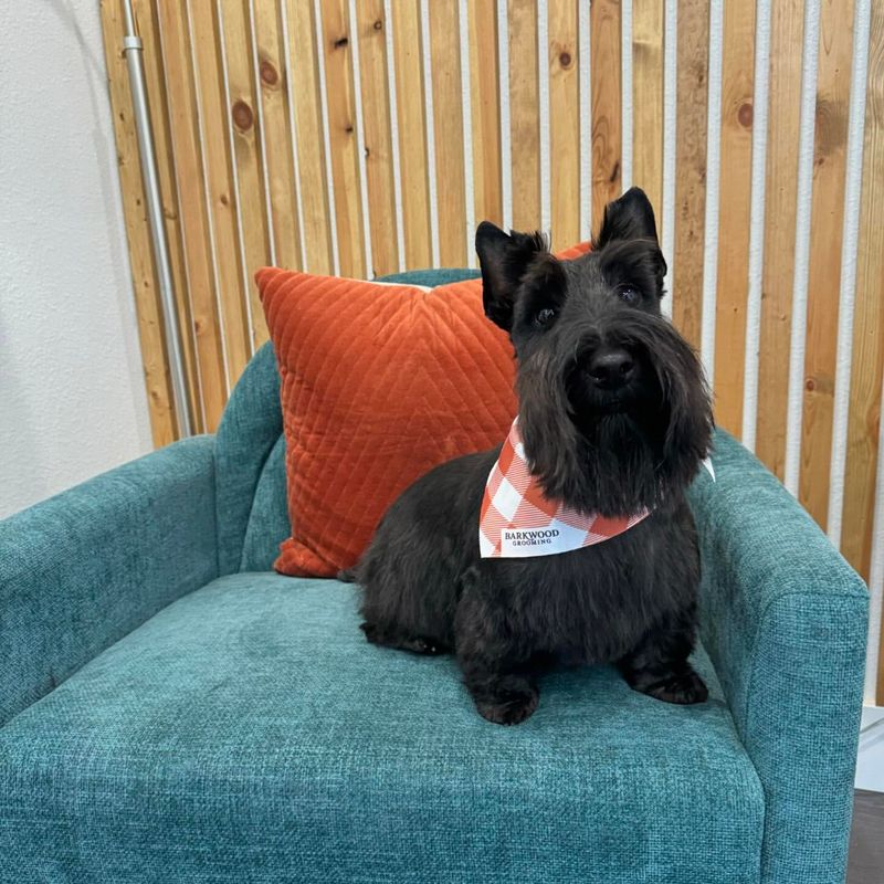 Scottish Terrier