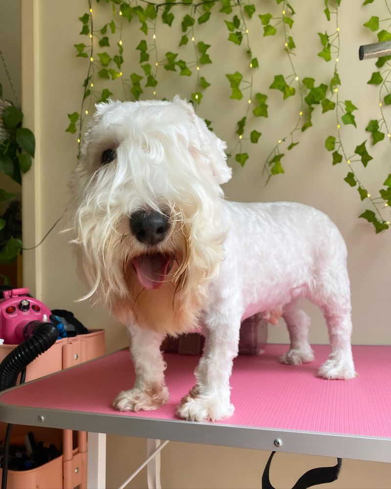 Sealyham Terrier