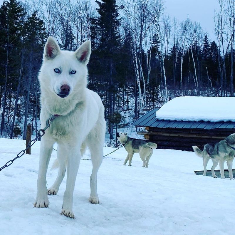 Seppala Siberian Sleddog