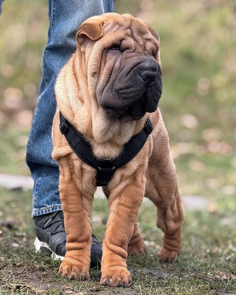 Shar Pei