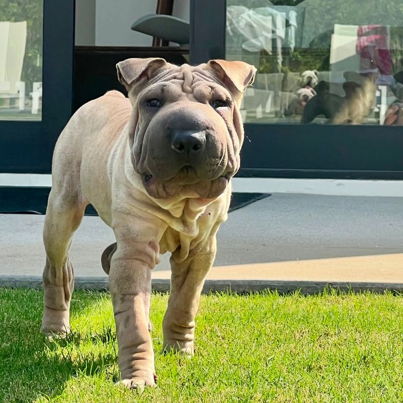 Shar Pei