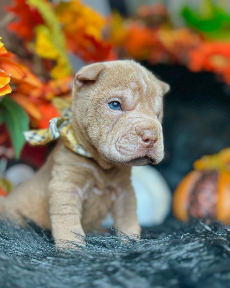 Shar Pei