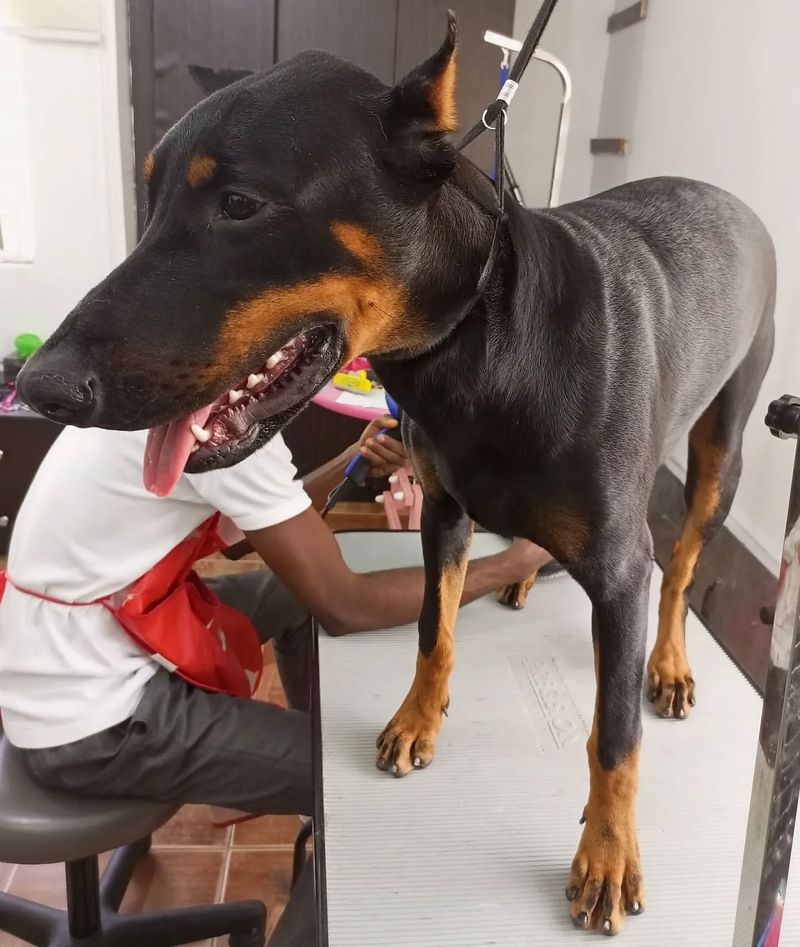 Shedding and Grooming Needs
