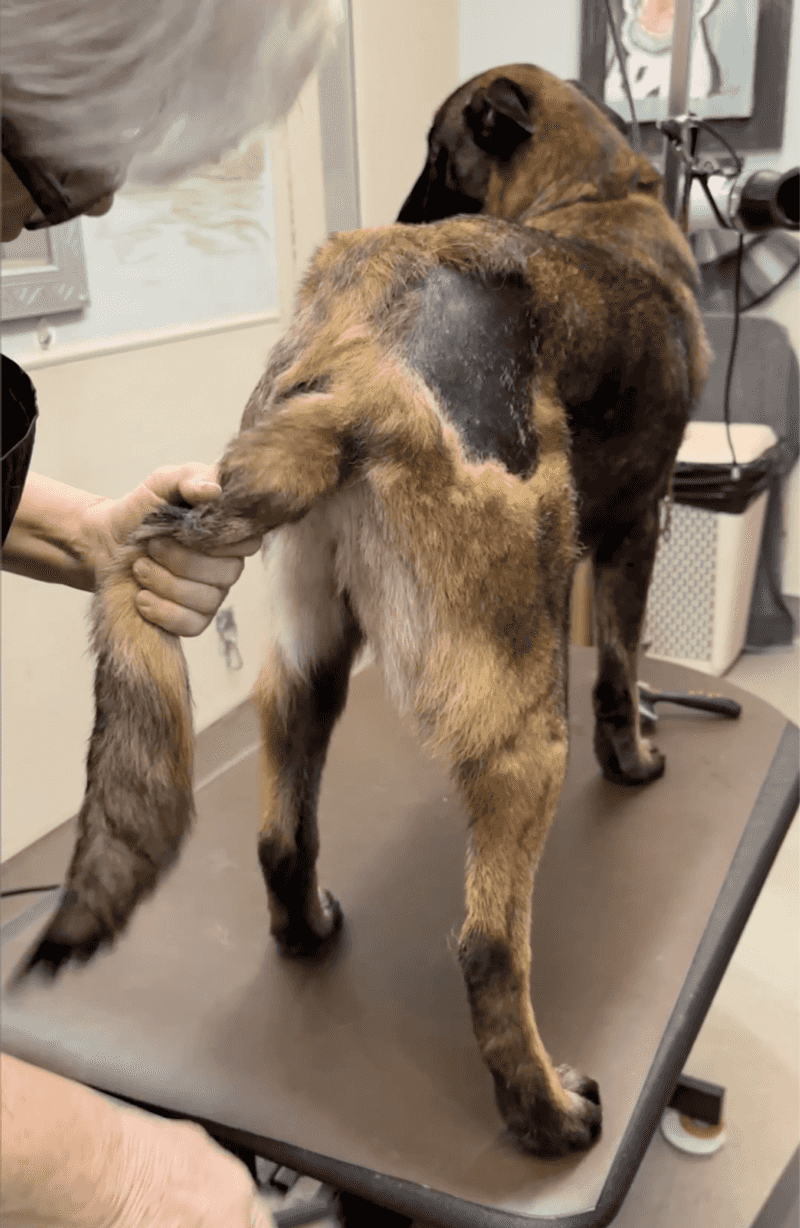 Shedding and Grooming Needs