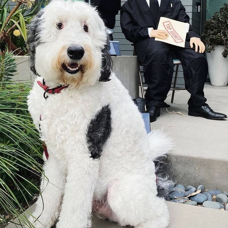 Sheepadoodle