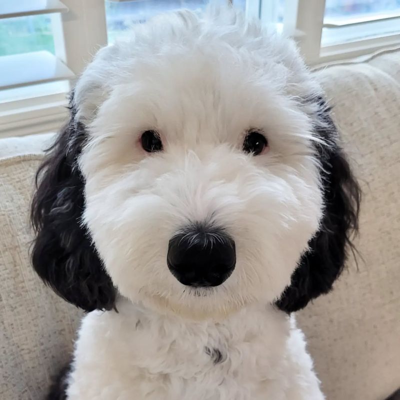 Sheepadoodle