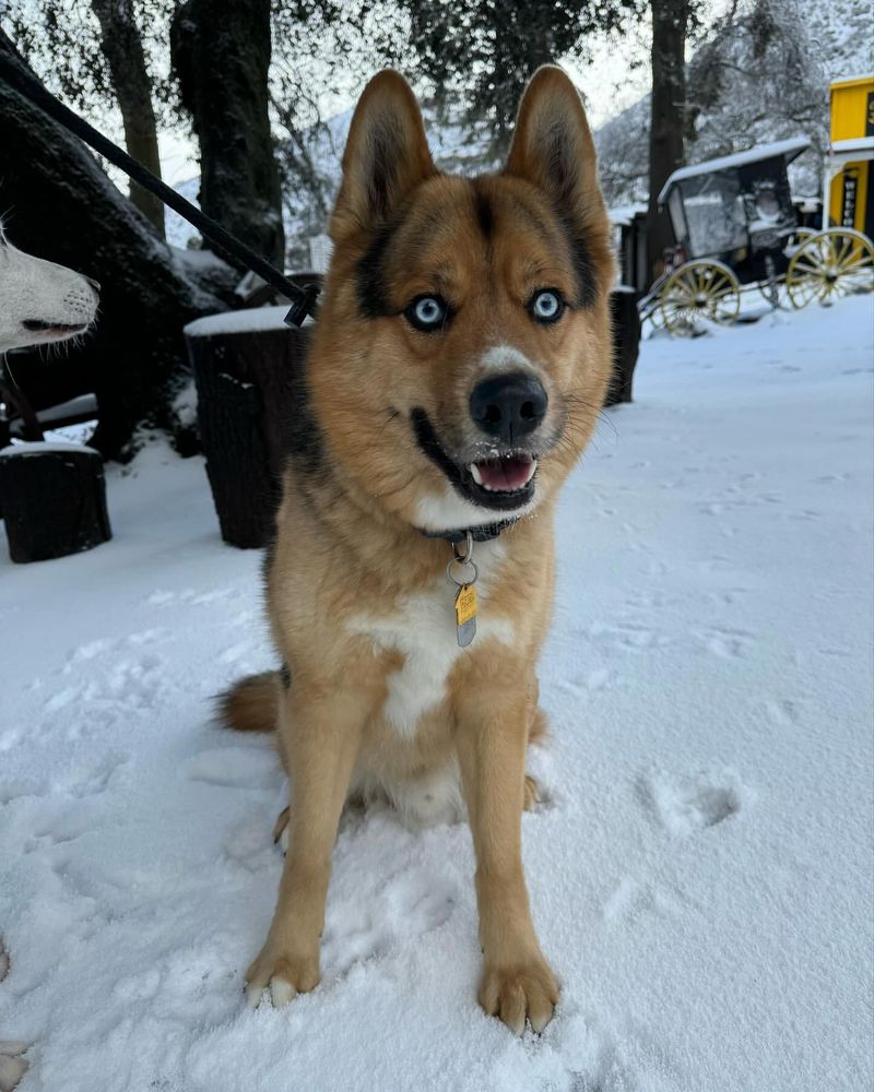 Shepsky