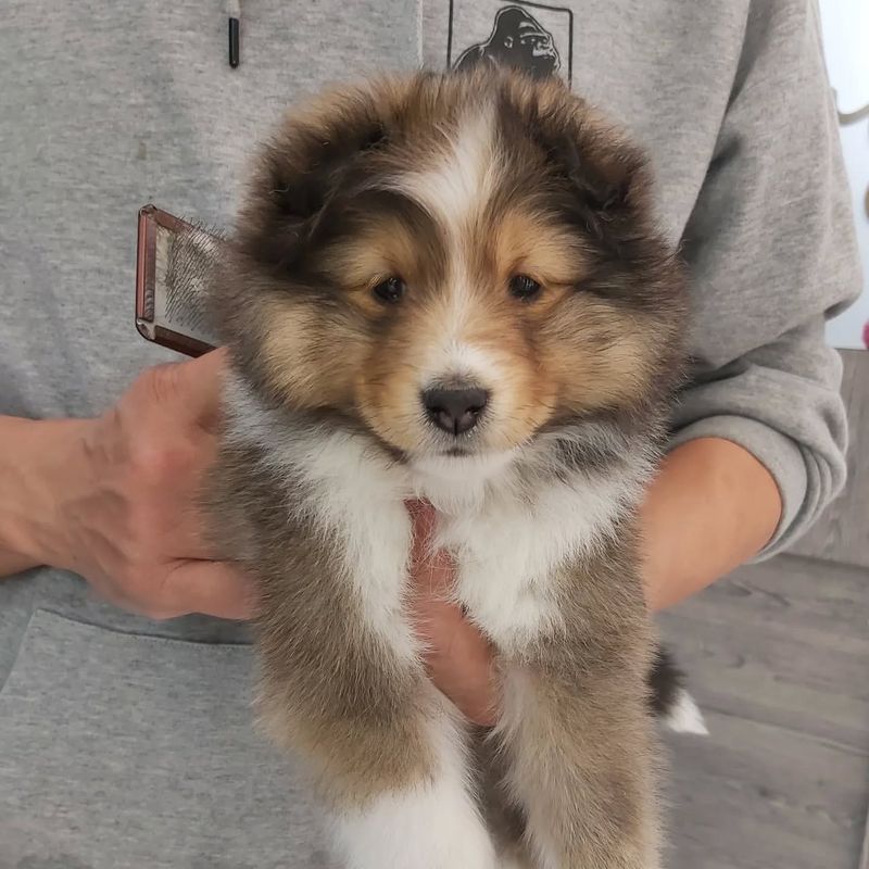 Shetland Sheepdog