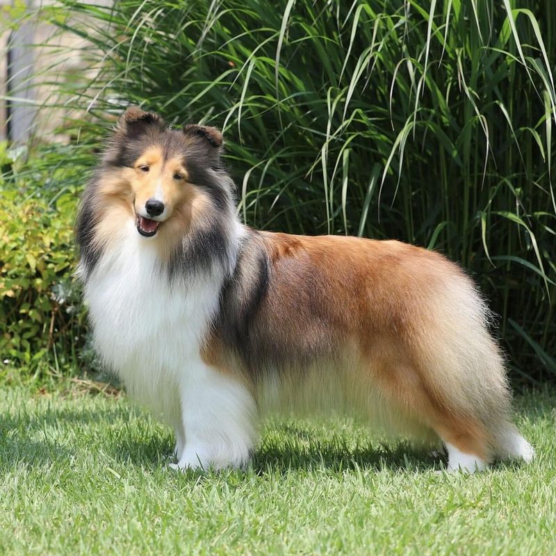 Shetland Sheepdog