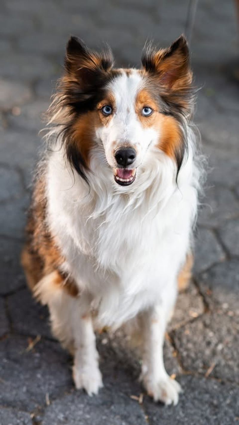 Shetland Sheepdog