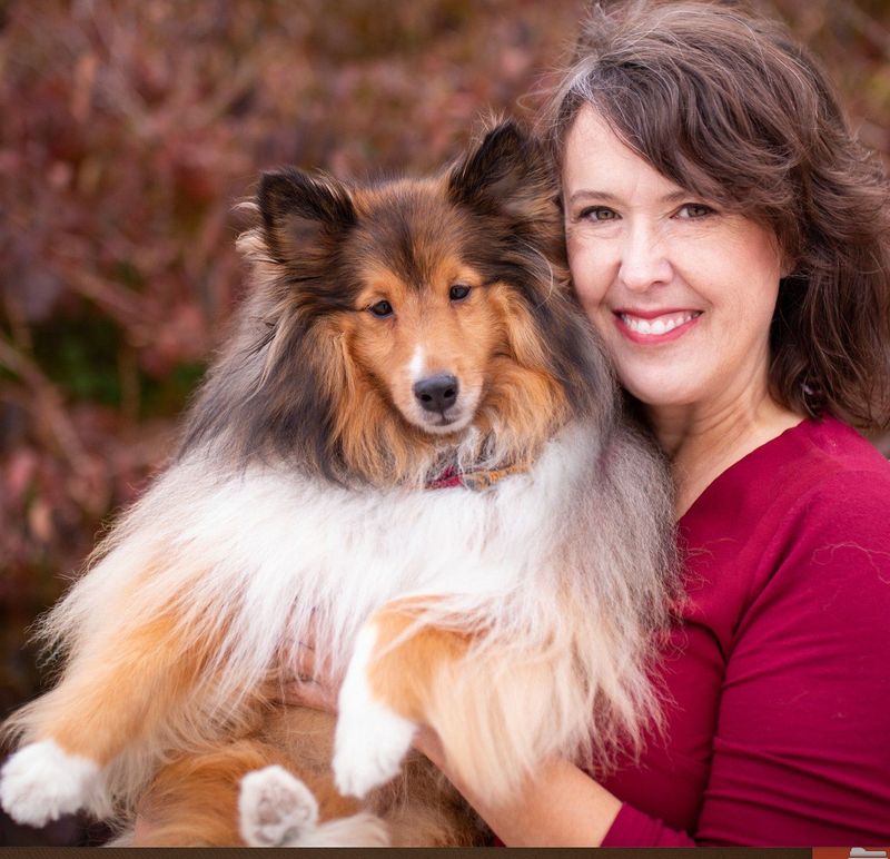 Shetland Sheepdog