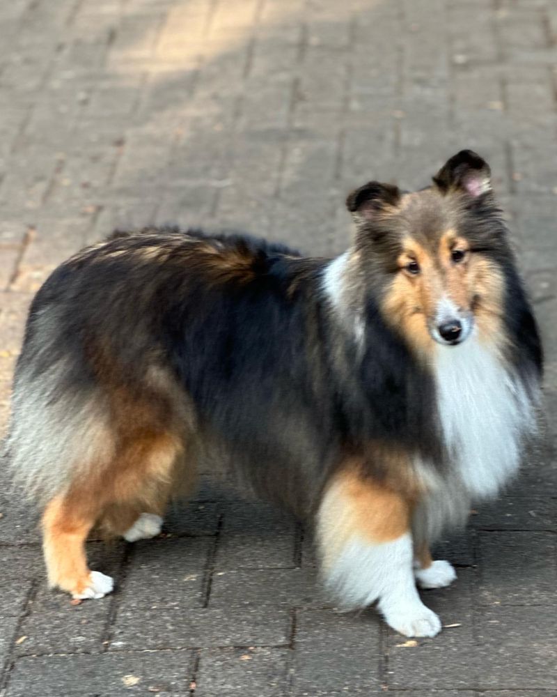 Shetland Sheepdog