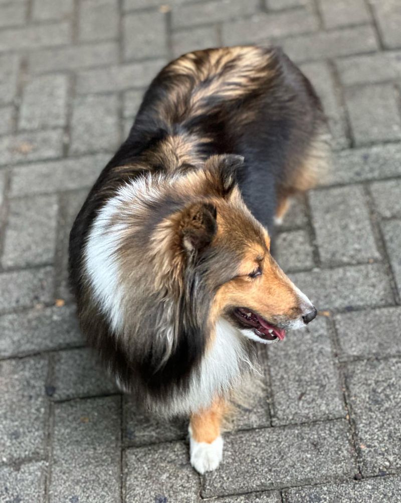 Shetland Sheepdog