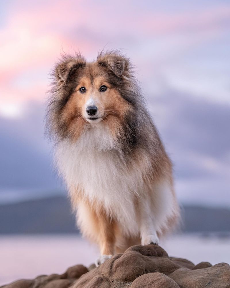 Shetland Sheepdog