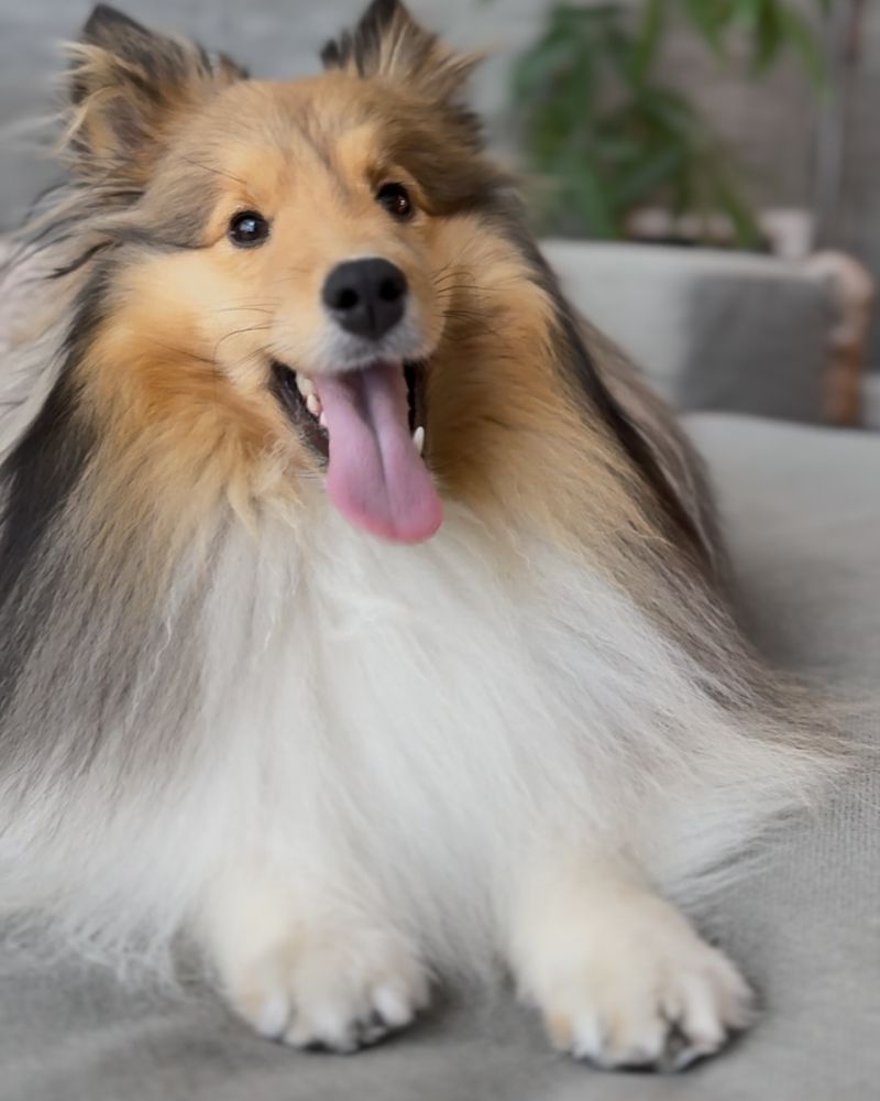 Shetland Sheepdog