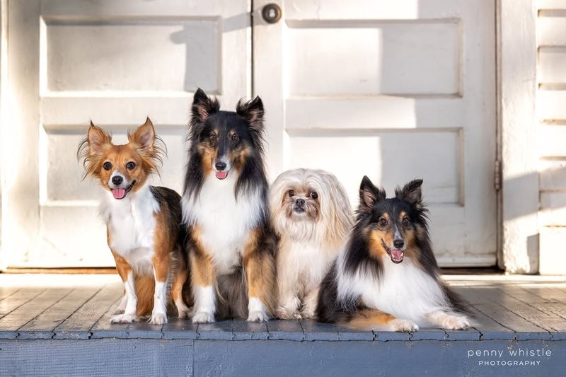 Shetland Sheepdog